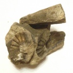 Доисторический пазл: Аммониты и Двустворчатый моллюск