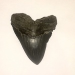 Зуб Carcharocles megalodon (зуб мегалодона)