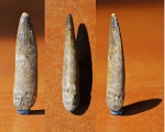 Protosphyraena dente cum radix. Зуб костной рыбы Протосфирены с корнем.