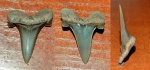 Cretalamna appendiculata dente 1.