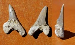 Cretoxyrhina denticulata dente 1.