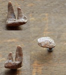 Protosphyraena dentes cum maxilla .  Зубы костной рыбы Protosphyraena с фрагментом челюсти.