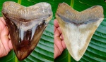 Carcharocles megalodon. Цвет лесного ореха.
