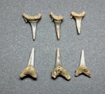 Зубы Eostriatolamia