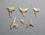 Зубы Archaeolamna