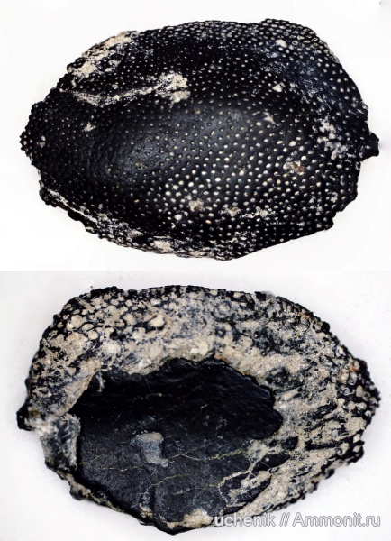 Пески, средний карбон, Cochliodontiformes, зубы рыб, Sandalodus, Cochliodontidae
