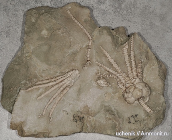 морские лилии, Пески, криноидеи, Pegocrinus, Dicromyocrinus, средний карбон