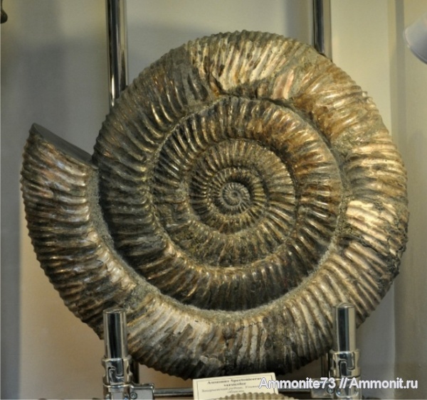 палеонтология, окаменелости, аммониты, Speetoniceras, Ammonites