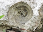 Отпечаток моллюска в камне