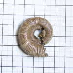 Binatisphinctes rjasanensis (определен).