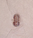 Трилобит Peronopsis interstrictus