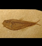 Рыба Diplomystus dentatus