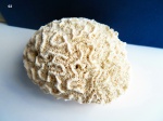 Coral, Scleractinia, Diploria (Мозговик)