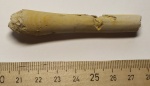Лопатоногий моллюск Dentalium