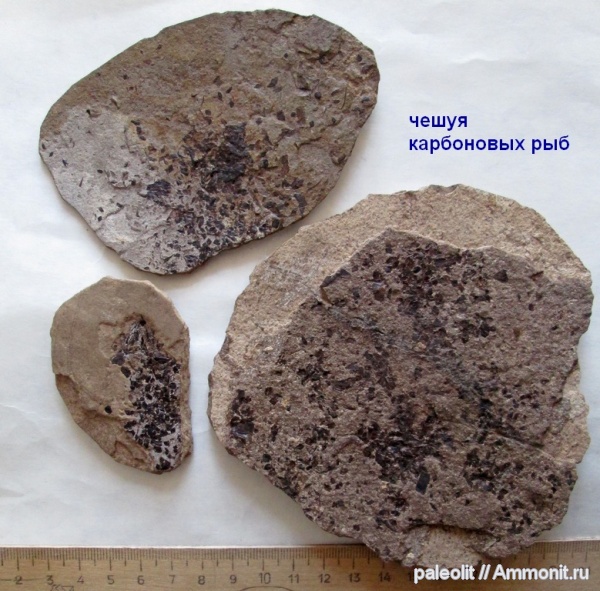 карбон, каменноугольный период, палеониски