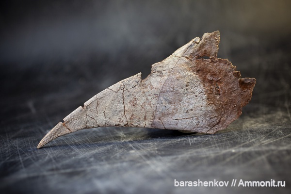 Heterostraci, Agnatha, Psammosteida