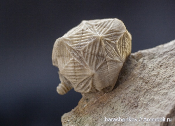 Иглокожие Ленобласти