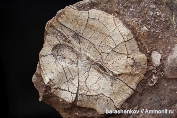 Placodermi, Bothriolepis