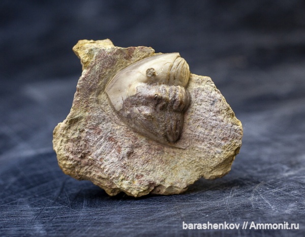 Трилобиты Ленобласти