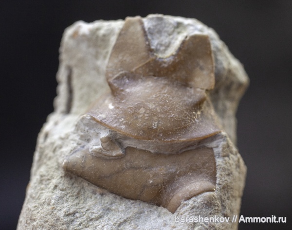 Phacopida, Asaphida, Corynexochida, hypostome