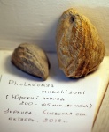 Pholadomya murchisoni