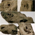 Глиняные аммониты в куске глины