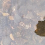 Аммонит в воде (лежу и жду)