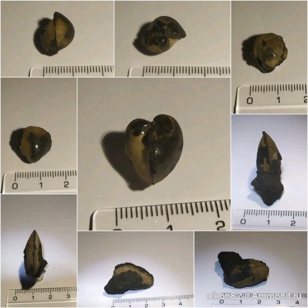 юра, волжский ярус, двустворчатые моллюски, зона Dorsoplanites panderi, Volgian, Jurassic