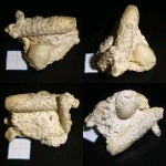 Природная композиция игл Archaeocidaris rossica и маленькой брахиоподы Phricodothyris mosquensis