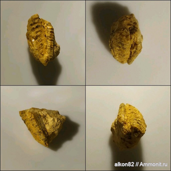 трилобиты, карбон, Гжель, Ditomopyge, Ditomopyge mosquensis, 55км