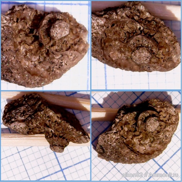 аммониты, мел, сеноман, Ammonites, Варавино