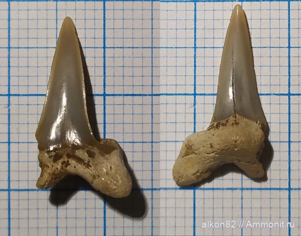 мел, Cretalamna, сеноман, Cretalamna appendiculata, Варавино, shark teeth
