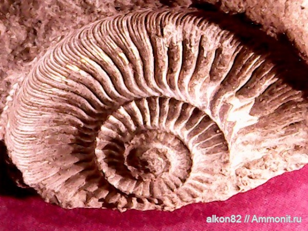 аммониты, юра, Cardioceras, оксфорд, Ammonites, Пирочи, Oxfordian