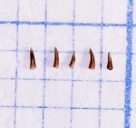 Микро-микро зубы (Palaeonisciformes sp.)