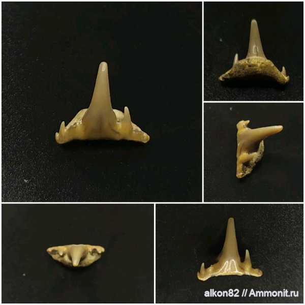 мел, зубы акул, Synechodus, Варавино, Cretaceous, shark teeth