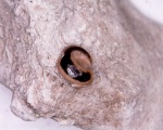Одиночный глоточный зуб рыбы из Заборья