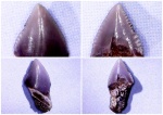 Зазубренность зуба Squalicorax