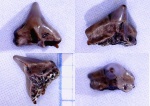 Зуб кого-то из Squatinidae?