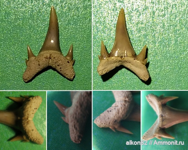 мел, акулы, Eostriatolamia, сеноман, зубы акул, Eostriatolamia subulata, Варавино