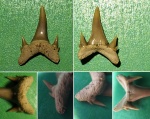 Необычный зуб Eostriatolamia