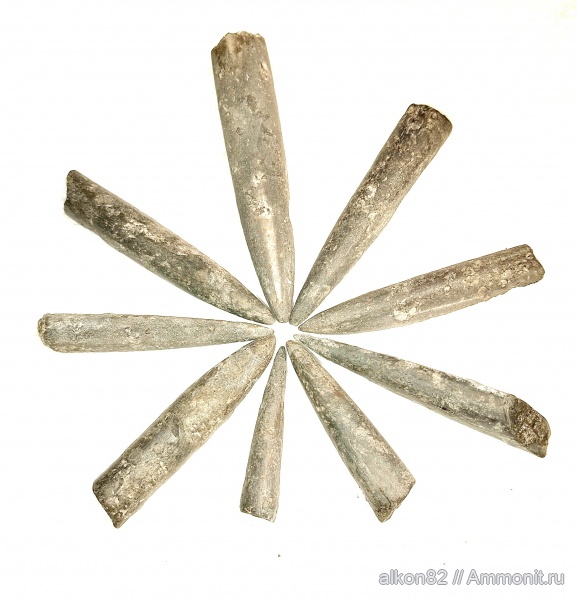 белемниты, юра, юрский период, волжский ярус, Еганово, Volgian, Jurassic, belemnites