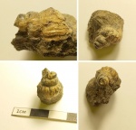 Улиточка Ambercyclus sp.