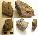 Дерево со следами короеда