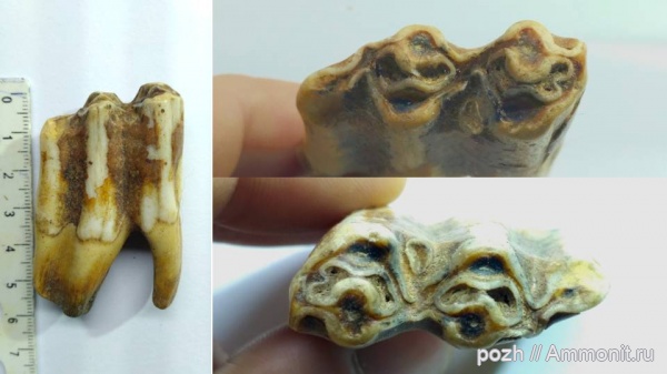 зубы, млекопитающие, парнокопытные, антропоген