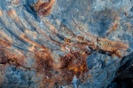 Отпечатки и окаменелые остатки рёбер ихтиозавра