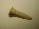 Зуб акулы Odontaspis sp.