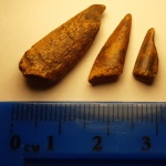 Зубки костных рыб Protosphyraena?