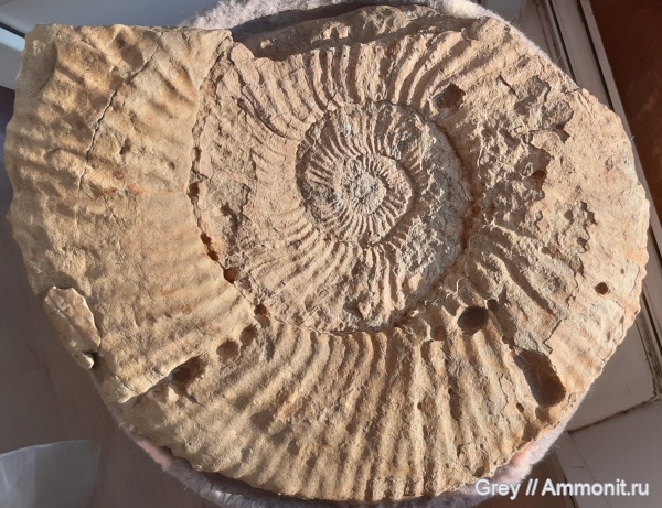 аммониты, Ундоры, Городищи, Epivirgatites nikitini, Ammonites, Jurassic