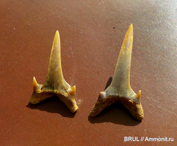 зубы, акулы, Eostriatolamia, Eostriatolamia subulata