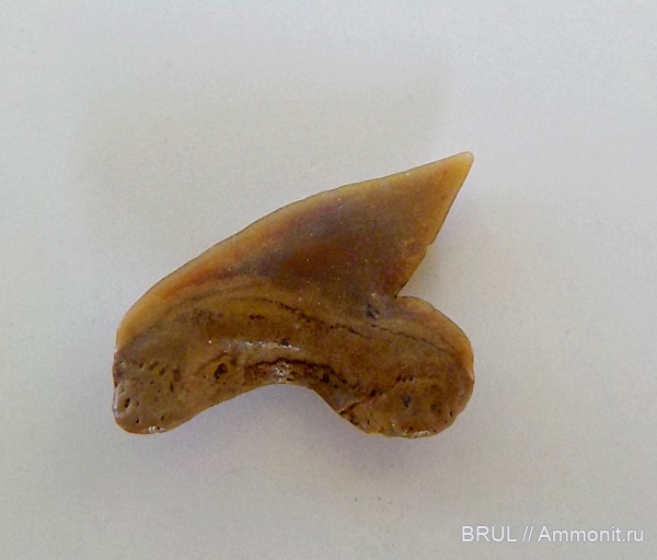 зубы, акулы, Palaeoanacorax, Palaeoanacorax obliquus
